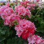 Geranium Pink & Dark Red Blooms Saw-toothed Petals Flower 20 Seeds