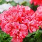 Geranium Pink & Dark Red Blooms Saw-toothed Petals Flower 20 Seeds