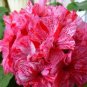 Geranium Pink & Dark Red Blooms Saw-toothed Petals Flower 20 Seeds