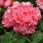 Geranium Pink & Dark Red Blooms Saw-toothed Petals Flower 20 Seeds
