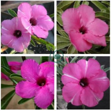'zi xia xian zi' Adenium Desert Rose 4 Seeds
