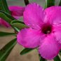 'zi xia xian zi' Adenium Desert Rose 4 Seeds