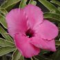 'zi xia xian zi' Adenium Desert Rose 4 Seeds