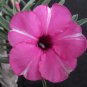 'zi xia xian zi' Adenium Desert Rose 4 Seeds