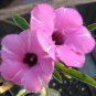 'zi xia xian zi' Adenium Desert Rose 4 Seeds