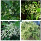 Cestrum Nocturnum 40 Seeds