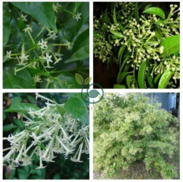 Cestrum Nocturnum 40 Seeds