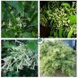Cestrum Nocturnum 40 Seeds