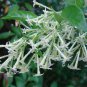 Cestrum Nocturnum 40 Seeds