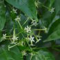Cestrum Nocturnum 40 Seeds