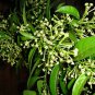 Cestrum Nocturnum 40 Seeds