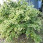 Cestrum Nocturnum 40 Seeds