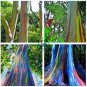 Rainbow Eucalyptus  200 Seeds