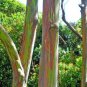 Rainbow Eucalyptus  200 Seeds