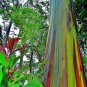 Rainbow Eucalyptus  200 Seeds