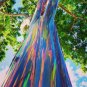 Rainbow Eucalyptus  200 Seeds