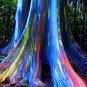 Rainbow Eucalyptus  200 Seeds