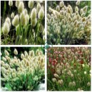 Rabbit Tails Grass Bonsai Colorful Fescue 600 Seeds