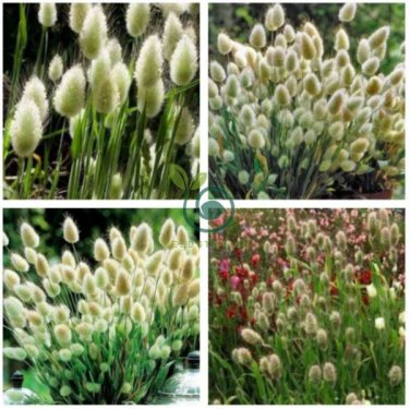 Rabbit Tails Grass Bonsai Colorful Fescue 600 Seeds