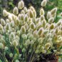 Rabbit Tails Grass Bonsai Colorful Fescue 600 Seeds