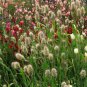 Rabbit Tails Grass Bonsai Colorful Fescue 600 Seeds