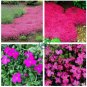 Creeping Thyme Bonsai 600 Seeds