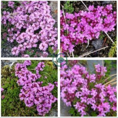 Creeping Thyme Bonsai or Multi-Color Rock CRESS Plant  200 Seeds