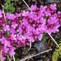 Creeping Thyme Bonsai or Multi-Color Rock CRESS Plant  200 Seeds