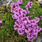 Creeping Thyme Bonsai or Multi-Color Rock CRESS Plant  200 Seeds