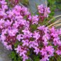 Creeping Thyme Bonsai or Multi-Color Rock CRESS Plant  200 Seeds