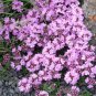 Creeping Thyme Bonsai or Multi-Color Rock CRESS Plant  200 Seeds