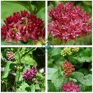 Asclepias purpurascens Purple Milkweed 60 Seeds