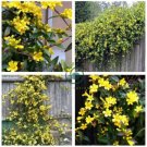 Climbing Plants Bonsai Jasmine Flower Amazing Smell & Beautiful Fragrant Flowers  100 Seeds