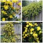 Climbing Plants Bonsai Jasmine Flower Amazing Smell & Beautiful Fragrant Flowers  100 Seeds