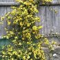 Climbing Plants Bonsai Jasmine Flower Amazing Smell & Beautiful Fragrant Flowers  100 Seeds