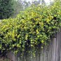 Climbing Plants Bonsai Jasmine Flower Amazing Smell & Beautiful Fragrant Flowers  100 Seeds