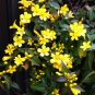 Climbing Plants Bonsai Jasmine Flower Amazing Smell & Beautiful Fragrant Flowers  100 Seeds