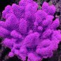 Aquarium Plant Seeds Fish Tank Moss Fern Aquatic 2000 Seeds