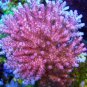 Aquarium Plant Seeds Fish Tank Moss Fern Aquatic 2000 Seeds