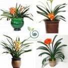 Clivia Miniata Bonsai Gorgeous Bonsai Rare Bush Lily Flower Bonsai 100 Seeds