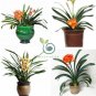 Clivia Miniata Bonsai Gorgeous Bonsai Rare Bush Lily Flower Bonsai 100 Seeds