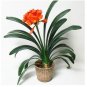 Clivia Miniata Bonsai Gorgeous Bonsai Rare Bush Lily Flower Bonsai 100 Seeds