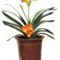 Clivia Miniata Bonsai Gorgeous Bonsai Rare Bush Lily Flower Bonsai 100 Seeds