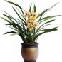 Clivia Miniata Bonsai Gorgeous Bonsai Rare Bush Lily Flower Bonsai 100 Seeds