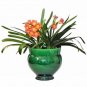 Clivia Miniata Bonsai Gorgeous Bonsai Rare Bush Lily Flower Bonsai 100 Seeds