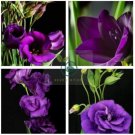 Rare Eustoma 200 Seeds