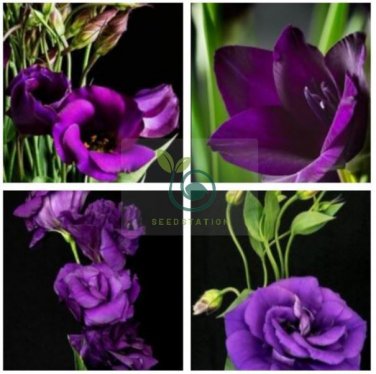 Rare Eustoma 200 Seeds