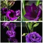 Rare Eustoma 200 Seeds