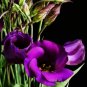 Rare Eustoma 200 Seeds