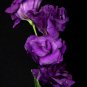 Rare Eustoma 200 Seeds